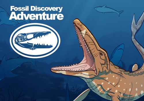 Fossil Discovery Adventure